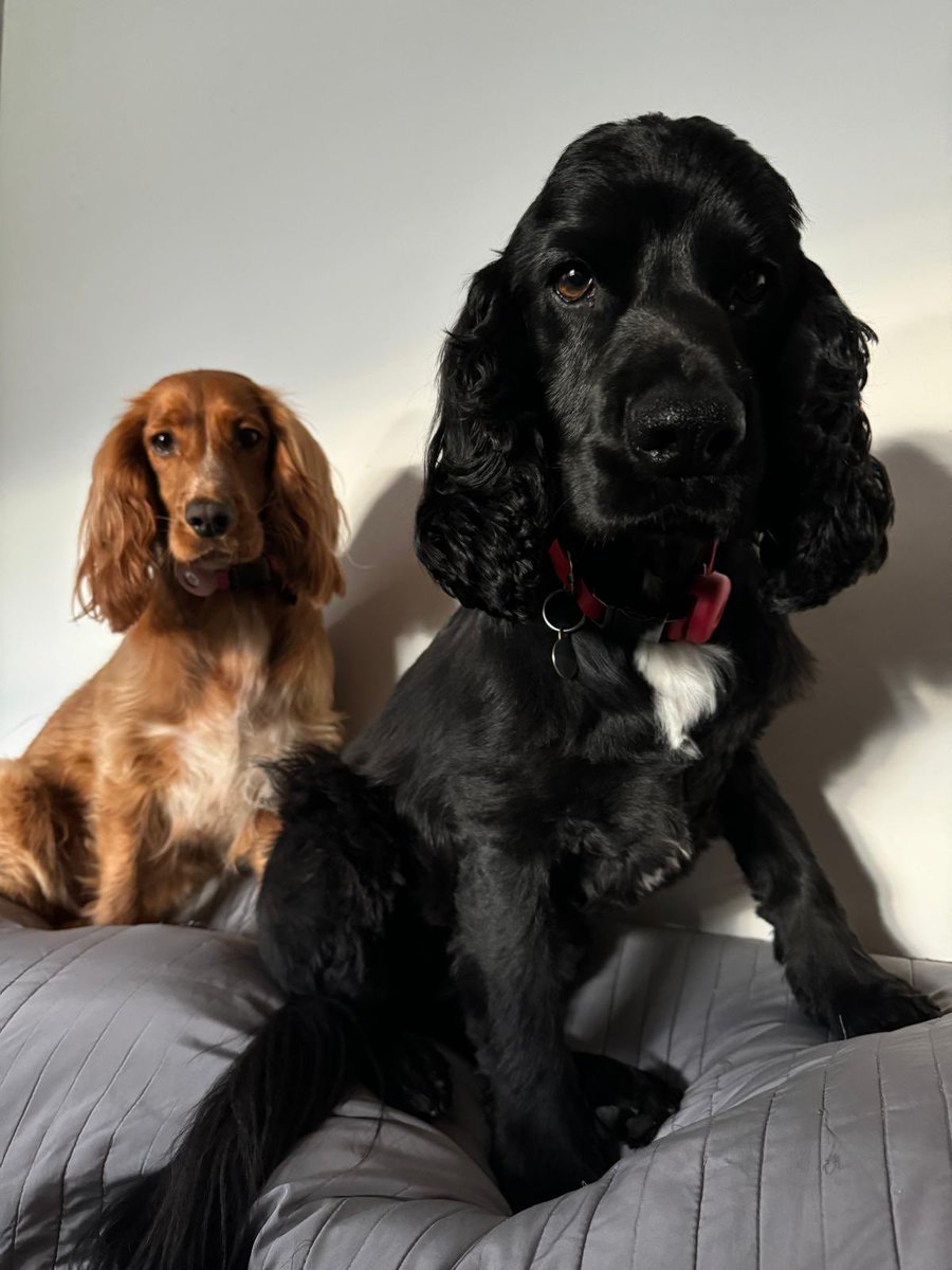doggiemax7's tweet photo. We mean business!
#dogsofx
#puppylove
#seriousface
#doglife
#dogstagram https://t.co/bR96P4ExPZ