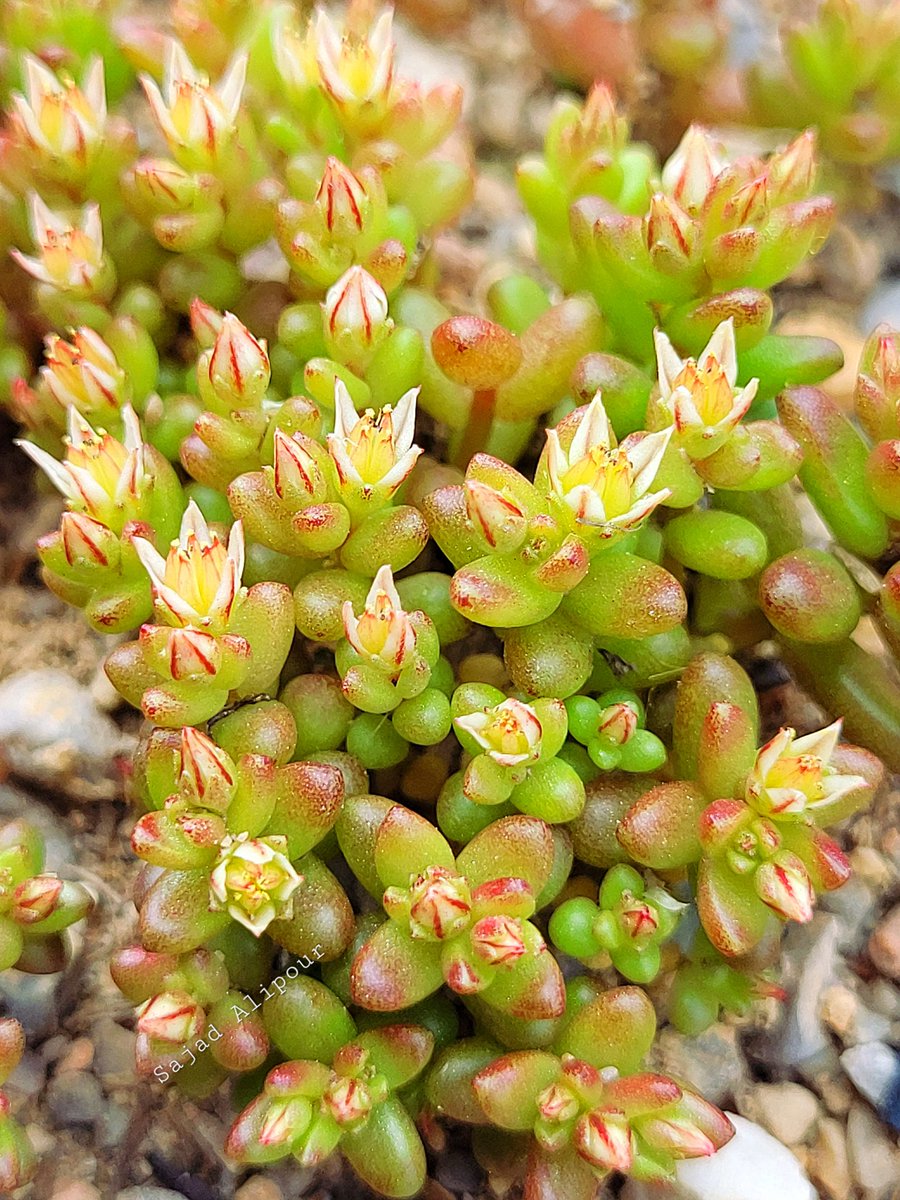 SajadAlipour98's tweet photo. Sedum caespitosum (Cav.) DC.
Crassulaceae
Lordegan, Iran
Elevation 2100m
April 2024
The native range of this species is E. Central Europe to Medit. and N. Iran. It is a succulent annual and grows primarily in the temperate biome.
#Sedum #Crassulaceae #succulent #botany #Ecology https://t.co/XOoP60n1dd