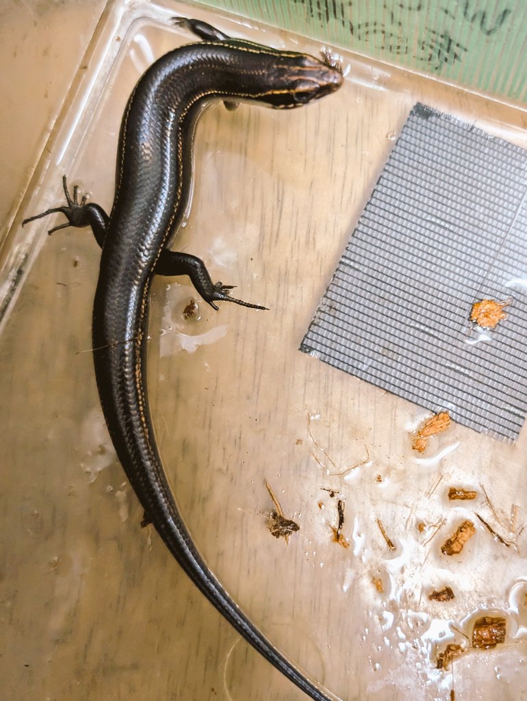 爬虫類・両生類専門店レプティリカス on X