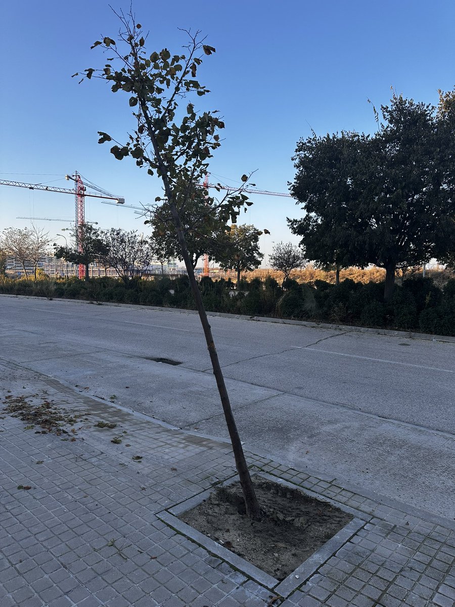 Hola <a href="/Ayto_Valdemoro/">Ayto de Valdemoro</a> Esta mañana he visto que un camión ha tumbado un árbol en Calle Agustina de Aragón 84. No tengo matrícula pero es por saber si podéis venir a replantarlo porque parece que se se puede salvar. Gracias.