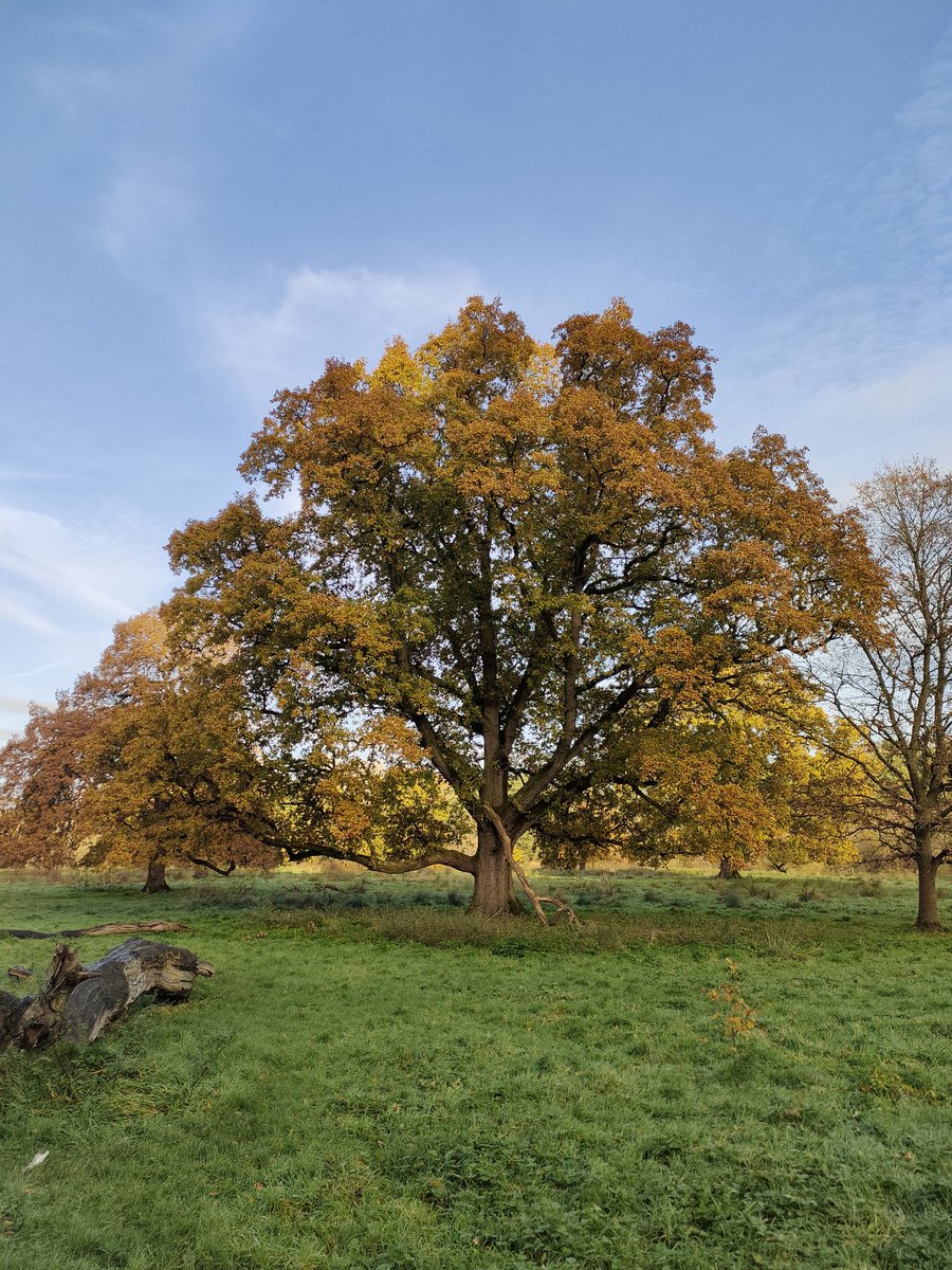 November glow 🍂🔥 

Not only do Oak trees nourish our flora and fauna to a greater degree than any other tree but the Oak 🌳 has played a significant role in just about every ancient European culture 

In ancient Greece the Dodona Oak had particular significance. The priests of
