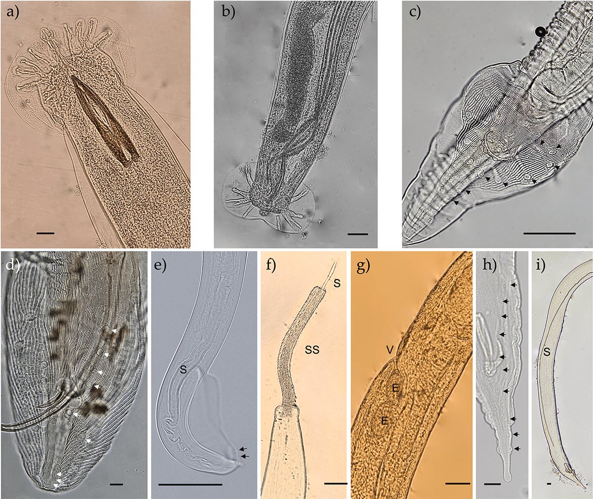 ParasiteJournal's tweet photo. Diversité des helminthes et saisonnalité d’Angiostrongylus cantonensis chez les hérissons de Majorque https://t.co/VM3HZGr20b https://t.co/ppIi4dGWlY