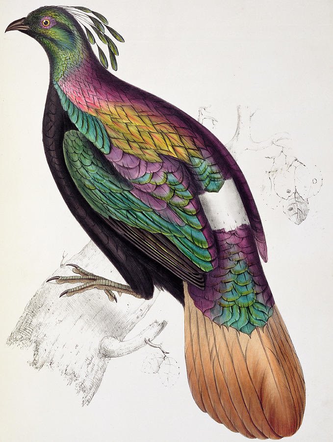 Pupul (@pupulmimi) on Twitter photo Art today. Himalayan Monal Pheasant by John Gould 1830-32 <a href="/bm0406/">Brian Mulholland</a> <a href="/adityampaul/">Aditya Paul</a> <a href="/Derick_Cape/">Derick</a> Art today. Himalayan Monal Pheasant by John Gould 1830-32 <a href="/bm0406/">Brian Mulholland</a> <a href="/adityampaul/">Aditya Paul</a> <a href="/Derick_Cape/">Derick</a>