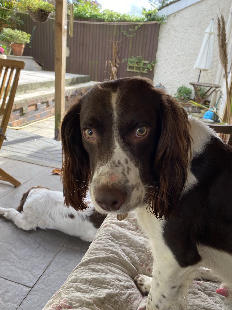 Happy 3rd Birthday Morse 🐾❤️🐾