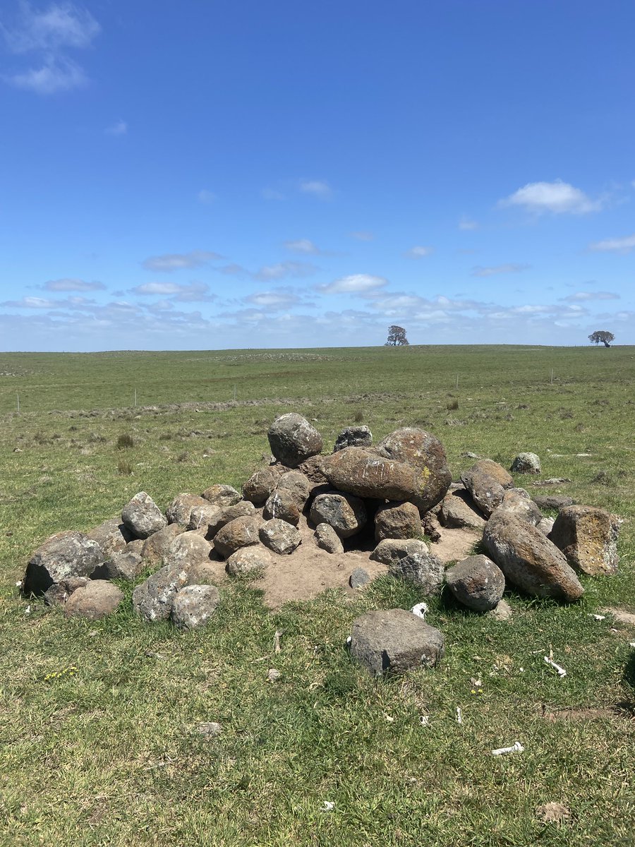Great to see a farmer implement my recommendations to redistribute rock piles to provide ‘stepping stones’ connecting isolated rocky outcrop habitat of the threatened striped legless lizard (Delma impar). Unique head scales allow us to tell if individuals are dispersing  #wildoz
