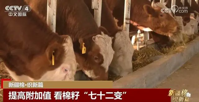 VickyJa59399077's tweet photo. 新疆ウイグル自治区における綿花の多目的利用：牛の飼料、製紙、衣料品製造 https://t.co/vpa4XcxS6N