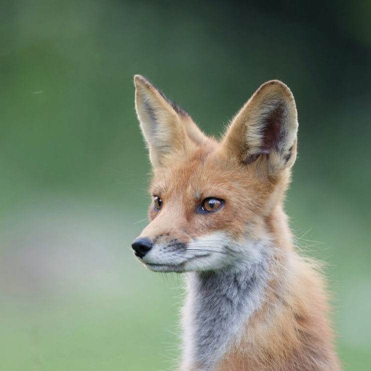 ChrisGPackham's tweet photo. Listening intently .Thanks to @lucasandcanon for this morning's #FoxOfTheDay https://t.co/CIwl9D2CR2