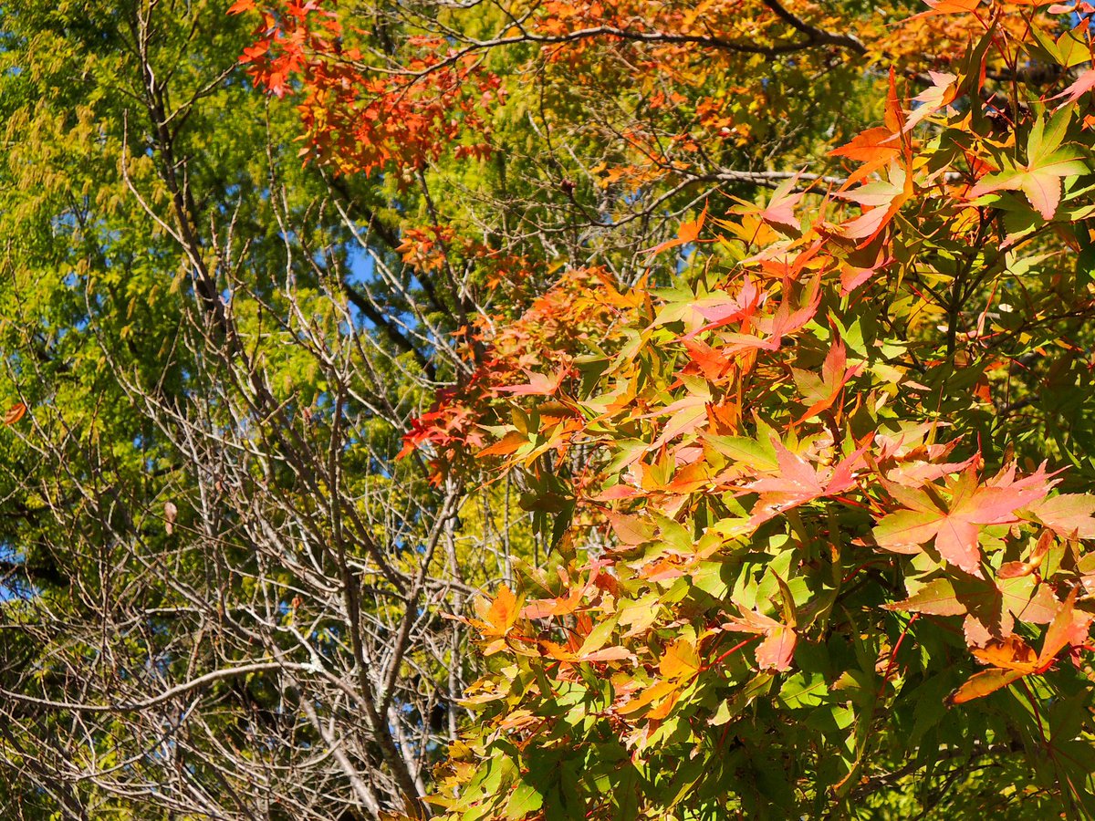 1028_hnd's tweet image. お疲れ様でした

#Nikon #Coolpix #P310 
#オールドコンデジ