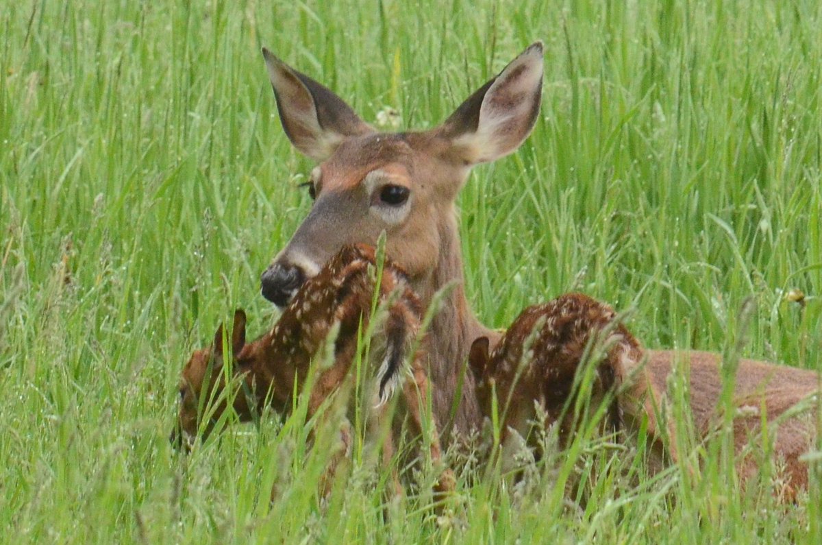 JimLomonaco1's tweet photo. @DailyPicTheme2 The watchful eyes of mom.
#DailyPictureTheme https://t.co/cG9k9JPugk