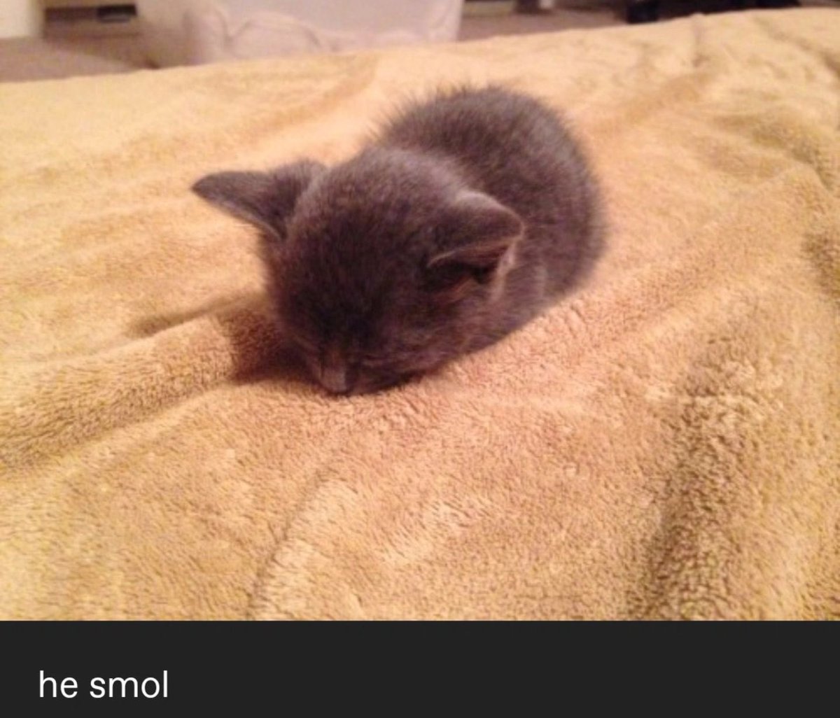 catpicsdealer's tweet photo. https://t.co/4SvaUhCE81