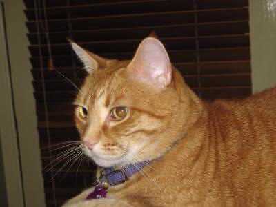bigred_au's tweet photo. @OneNerdyOpinion Claudius was a big ball of anxiety, but he had the best smile. https://t.co/N6G4JYnHgM