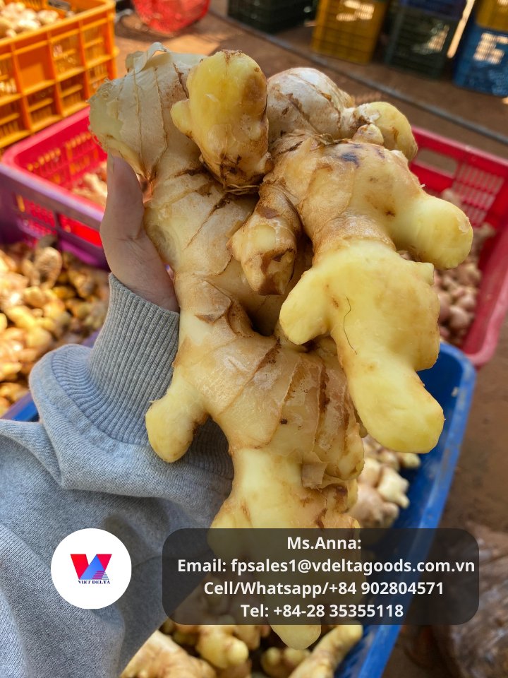 1Export1's tweet photo. 150g up - Fresh ginger.
Ms. Anna
Email: fpsales1@vdeltagoods.com.vn
Cell/Whatsapp/+84 902804571
Tel: +84-28 35355118
#ginger #freshginger #gingerjars #gingerpowder #bitterkolagingergarlic #gingershot #gingertea #gingerpeelingmachine #gingershotbottles #driedginger https://t.co/5VNvBvs7Pn