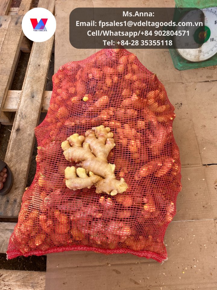 1Export1's tweet photo. 150g up - Fresh ginger.
Ms. Anna
Email: fpsales1@vdeltagoods.com.vn
Cell/Whatsapp/+84 902804571
Tel: +84-28 35355118
#ginger #freshginger #gingerjars #gingerpowder #bitterkolagingergarlic #gingershot #gingertea #gingerpeelingmachine #gingershotbottles #driedginger https://t.co/5VNvBvs7Pn