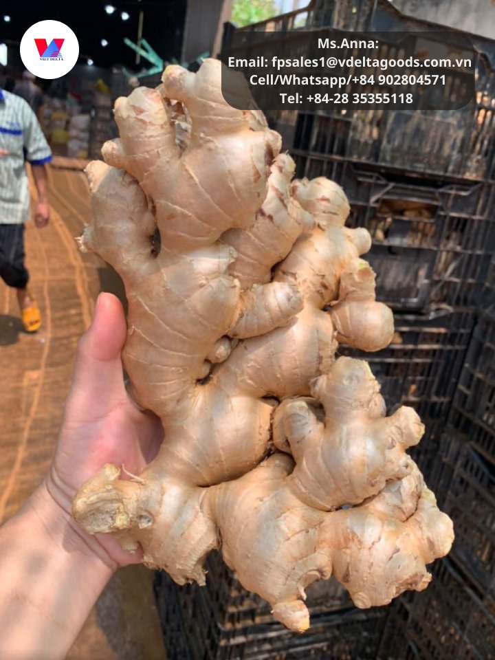 1Export1's tweet photo. 150g up - Fresh ginger.
Ms. Anna
Email: fpsales1@vdeltagoods.com.vn
Cell/Whatsapp/+84 902804571
Tel: +84-28 35355118
#ginger #freshginger #gingerjars #gingerpowder #bitterkolagingergarlic #gingershot #gingertea #gingerpeelingmachine #gingershotbottles #driedginger https://t.co/5VNvBvs7Pn