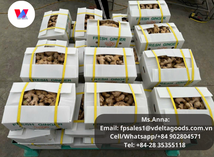 1Export1's tweet photo. 150g up - Fresh ginger.
Ms. Anna
Email: fpsales1@vdeltagoods.com.vn
Cell/Whatsapp/+84 902804571
Tel: +84-28 35355118
#ginger #freshginger #gingerjars #gingerpowder #bitterkolagingergarlic #gingershot #gingertea #gingerpeelingmachine #gingershotbottles #driedginger https://t.co/5VNvBvs7Pn