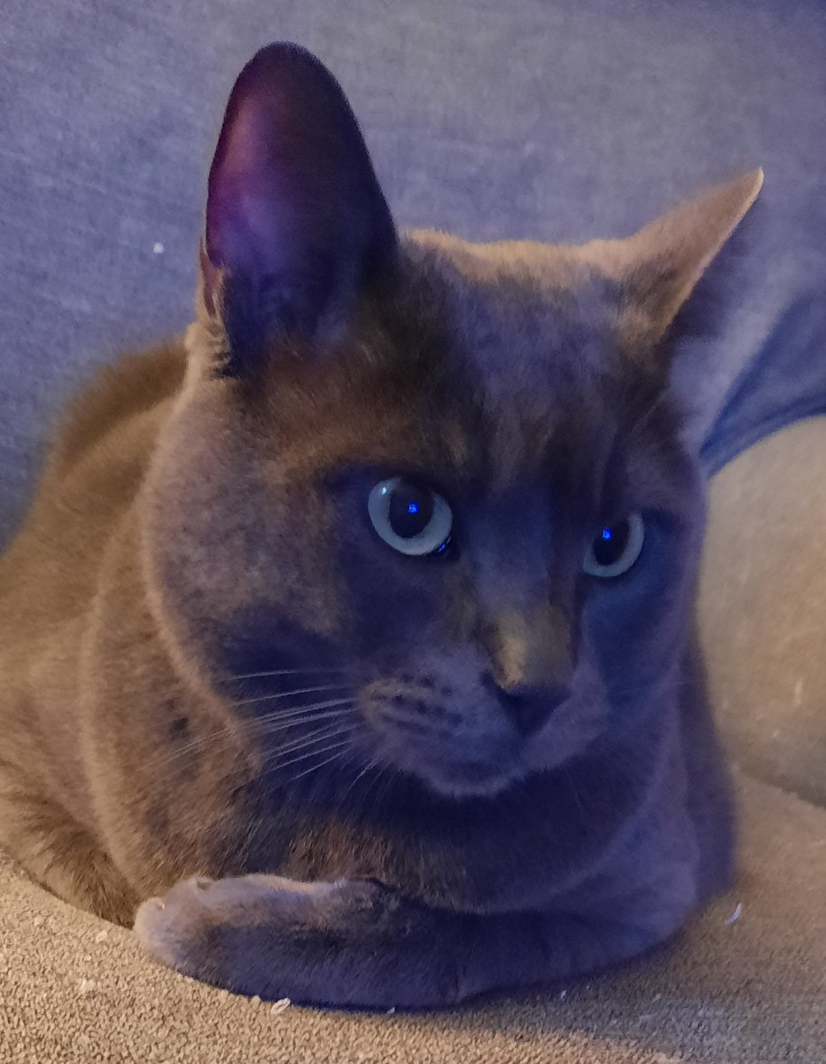 Cyriousfun's tweet photo. @Suzyqfit4u So cute!! Meet my stress reducers, Xena &amp; Baby #CatsForKamala https://t.co/Wt2X17nrOS