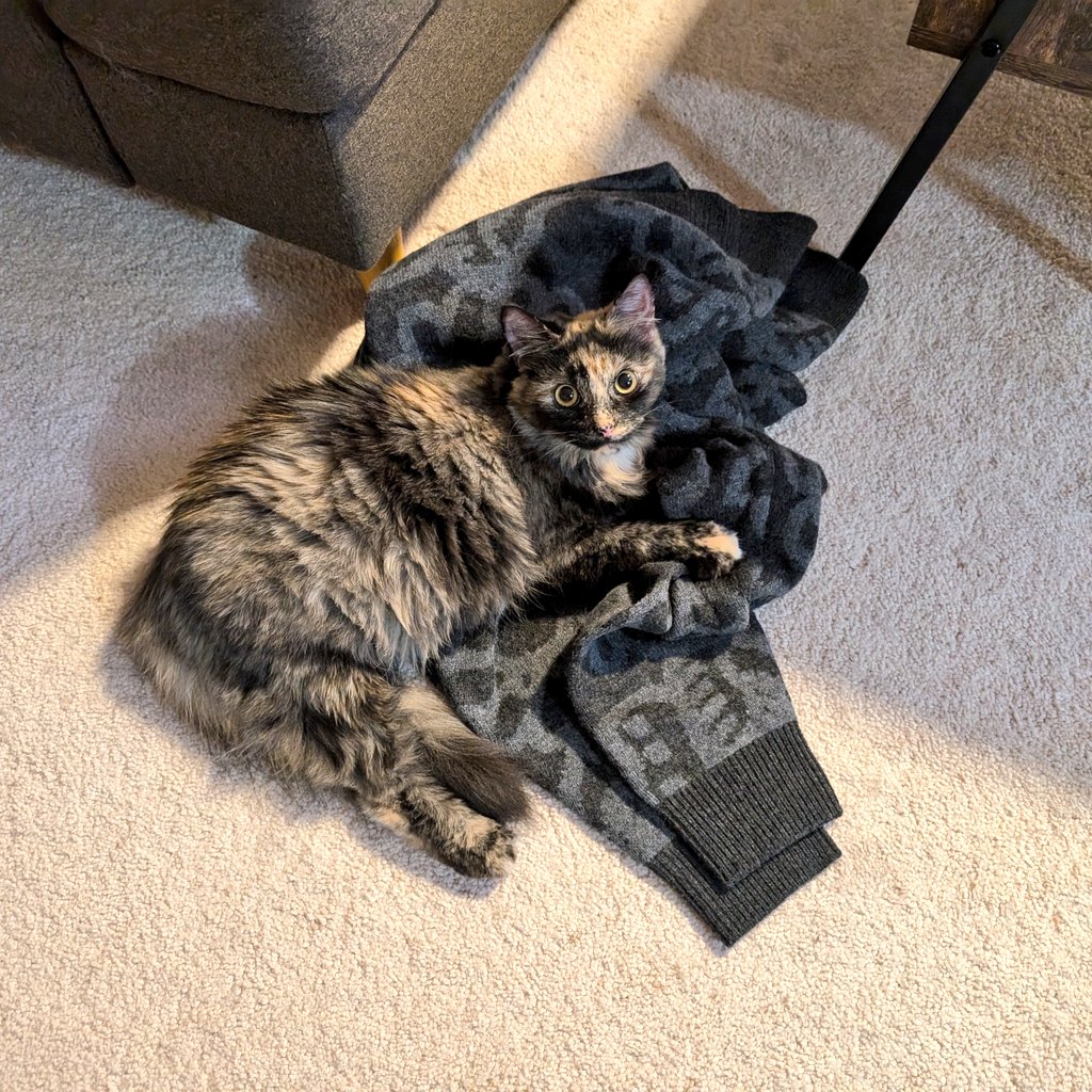 New sweater? Better drag it onto the floor so I can lay on it. This is Latte's now.