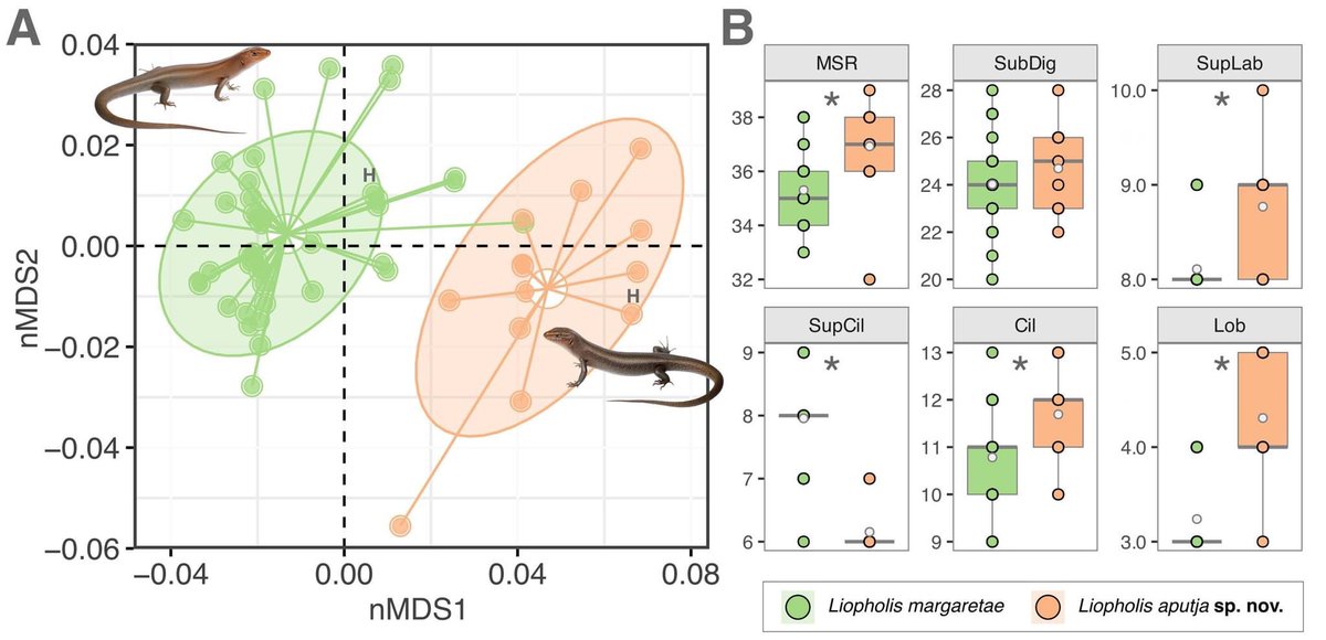 Jules Farquhar (@farquharjules) on Twitter photo On Friday we published a paper describing a new species of skink from the Aį¹angu Pitjantjatjara Yankunytjatjara (APY) Lands of South Australia.
Iāll be on ABC radio Alice Springs (the Drive) talking about this today at 5:50 AEDT.
<a href="/MonashBiol/">School of Biological Sciences, Monash</a> <a href="/chapple_lab/">ChappleLab</a> On Friday we published a paper describing a new species of skink from the Aį¹angu Pitjantjatjara Yankunytjatjara (APY) Lands of South Australia.
Iāll be on ABC radio Alice Springs (the Drive) talking about this today at 5:50 AEDT.
<a href="/MonashBiol/">School of Biological Sciences, Monash</a> <a href="/chapple_lab/">ChappleLab</a>