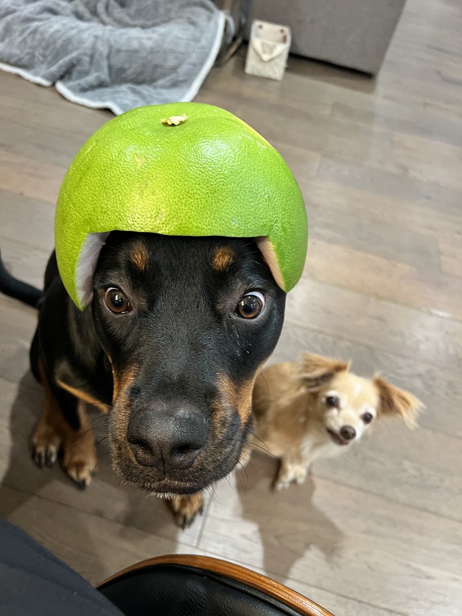 It’s going to be a long stressful night so finding ways to distress with a wholesome Asian pastime #ElectionNight