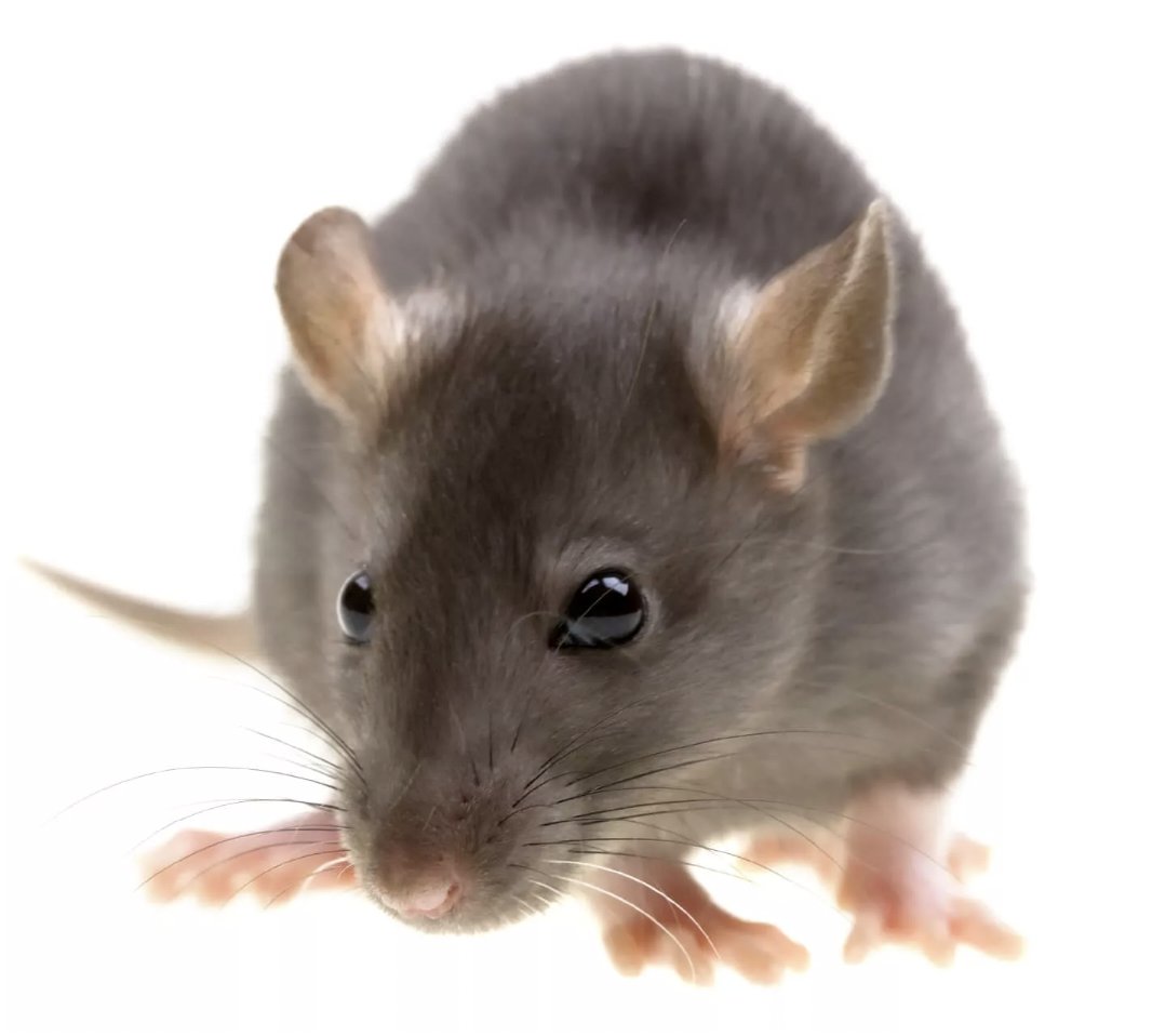 PestcoPro's tweet photo. Effective Rodent Control, Exclusion &amp; Elimination Solutions! Our program combines baiting, trapping, and environmental management. Safety first for humans, pets, and the environment. Our experts also offer maintenance tips to keep rodents away! #PestControl #RodentFree https://t.co/n0TrC0t9BV