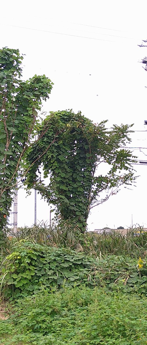 itinitisansatu's tweet image. なんか言ってそうw w  

#キリトリセカイ #パレイドリア現象 #オバケ #オバケ草 #蔦 #Wow