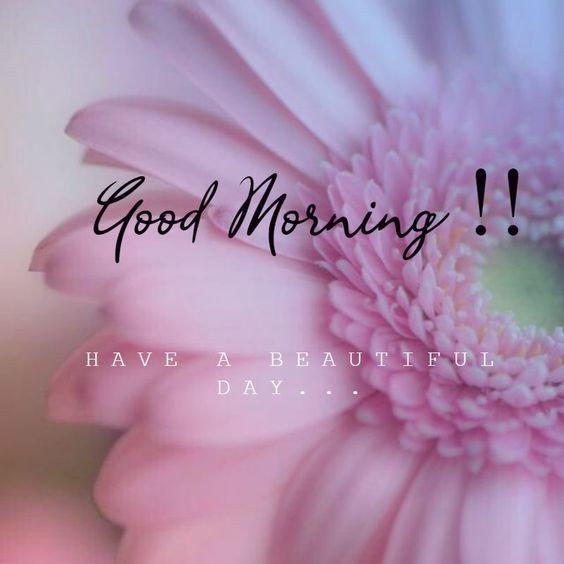 RashamianSona's tweet photo. When you believe that there is always something good in every day, good things will always pull towards you like the force of gravity.

Good Morning X Mates! 🌸🤍 https://t.co/40mh4ZbGis