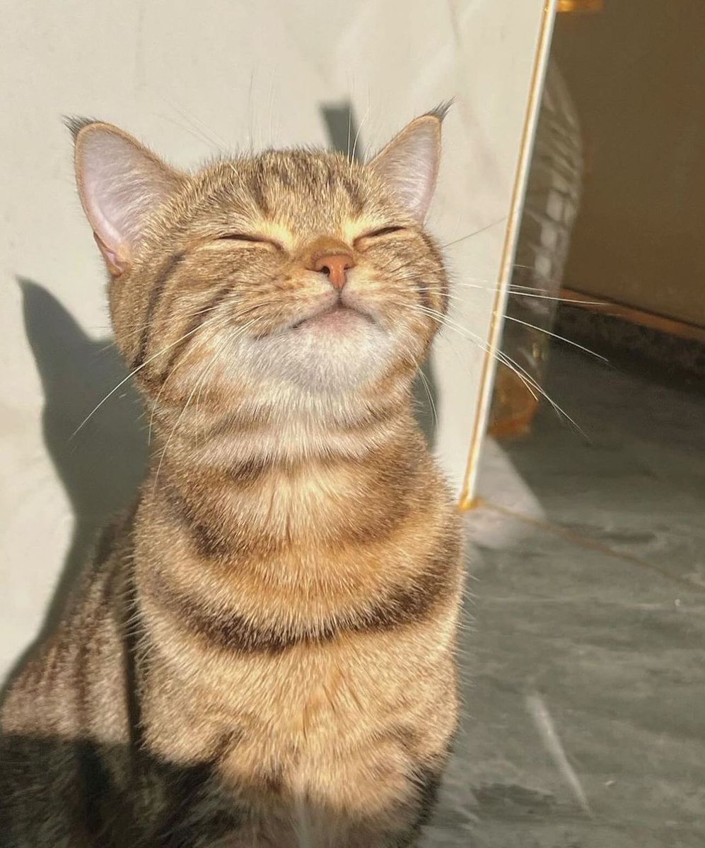 Punch Cat tweet media