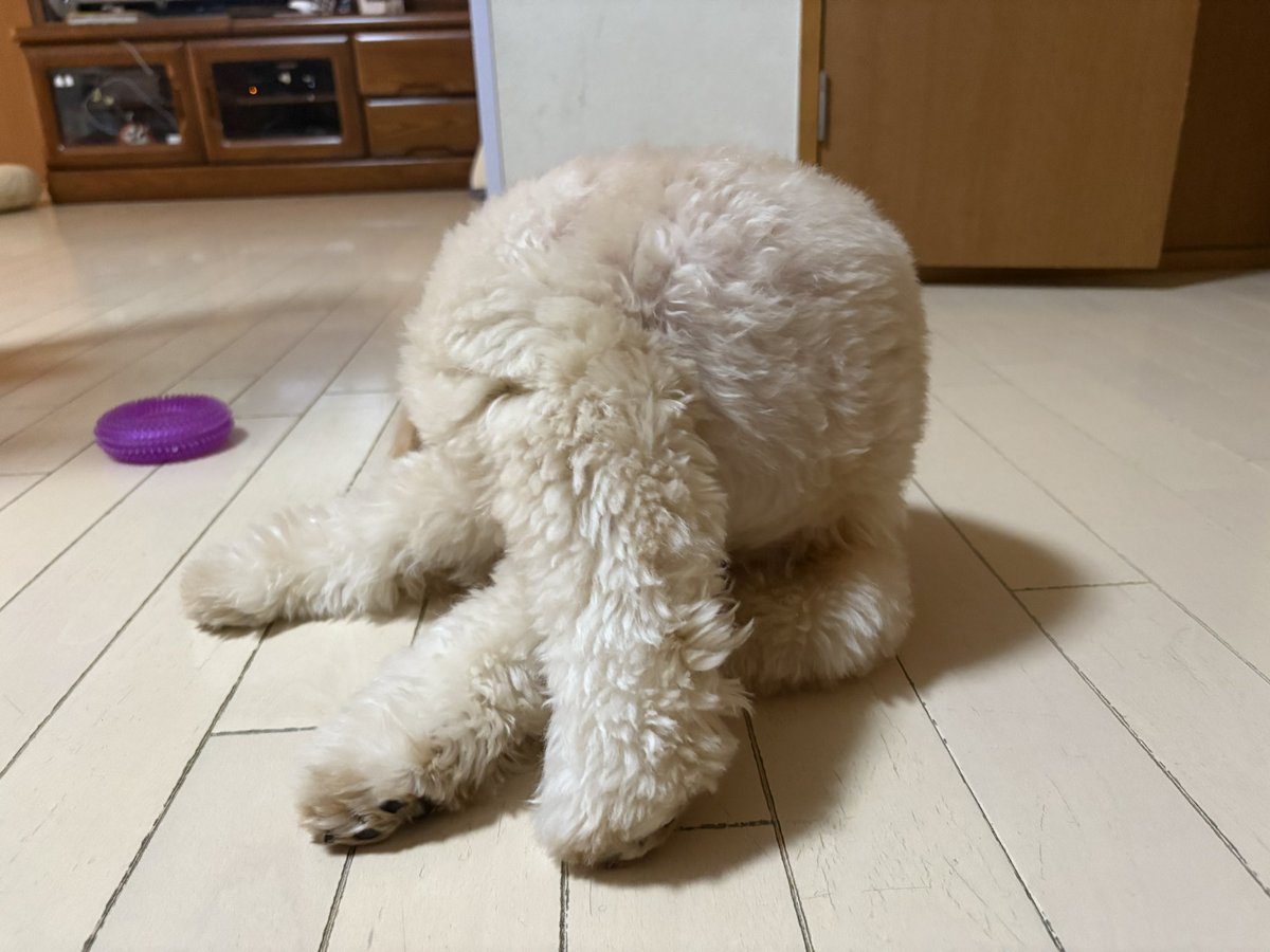 pucchi_ham's tweet photo. 犬 https://t.co/2IAWWECU1J