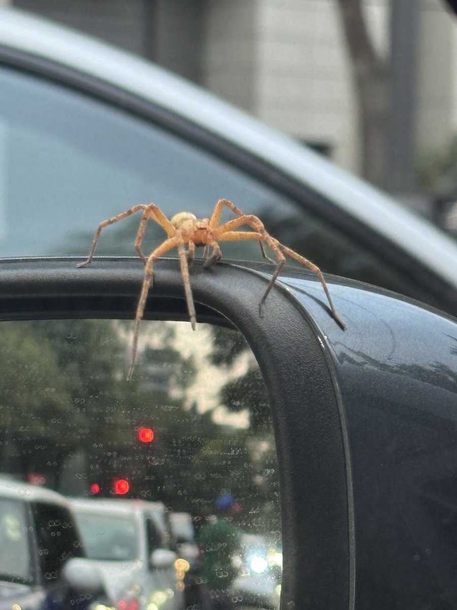 celiaocampo's tweet photo. @Arachno_Cosas hola! Me podrías ayudar a saber qué tipo de araña es esta y si es de importancia médica? Gracias! https://t.co/iZxP5DI08f