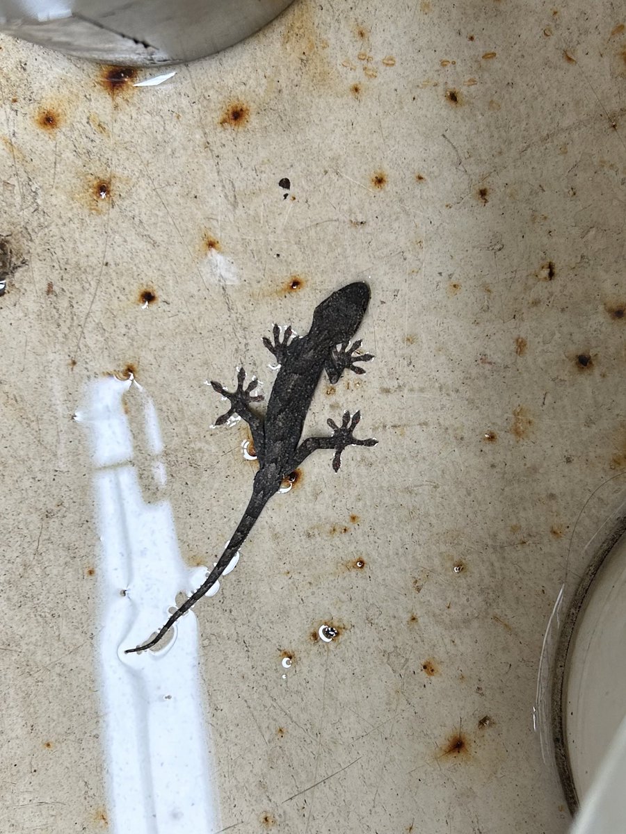 ヤモリってミミズは食べてくれないんですね...

虫を捕まえられず、長いことミミズしか入れられてなかったら大分痩せてしまったので、...

ヤモリちゃんは2匹とも逃がしてあげました😢