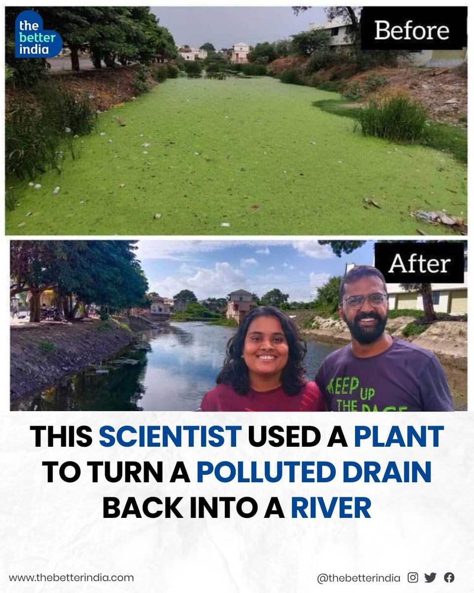 thebetterindia's tweet image. “Upon learning about duckweed, I understood its magic and potential for wastewater treatment and as a protein supplement. 

#WaterRejuvenation #WastewaterTreatment #Duckweed #EcoFriendly #CleanWater #SustainableSolutions #RiverRestoration #GreenTech