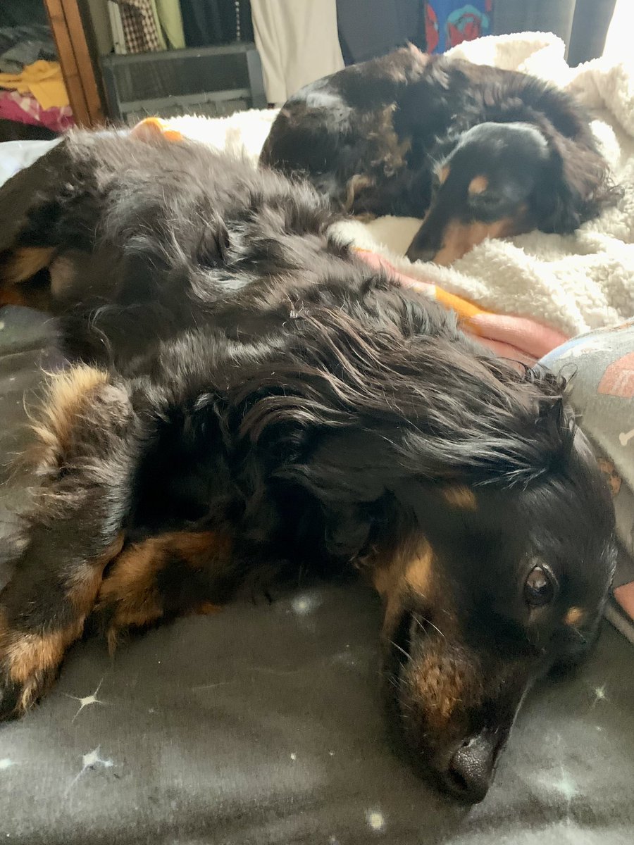 Very glad we are dog sitting tonight. All curled up on E’s bed. Thinking of you guys. ❤️