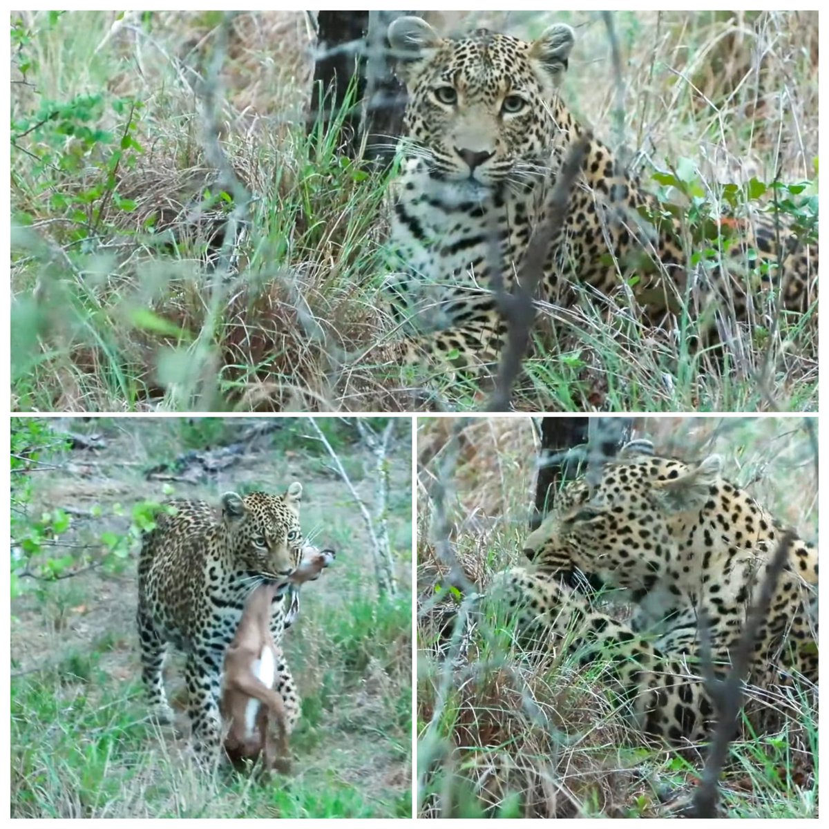 JoyR_1980's tweet image. Sunrise safari 6 November 2024. Splendid morning so far. #WildEarth #Tlalamba #Tshipondo