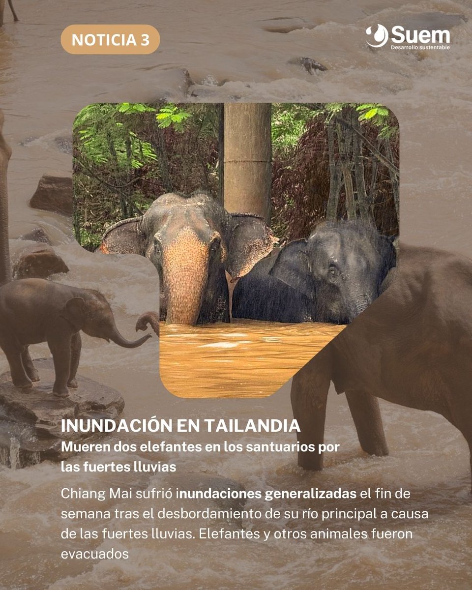 Suemsas's tweet photo. Te dejamos las noticias más relevantes de este mes 🌿🌿🌿 https://t.co/pY1c9eWbqc