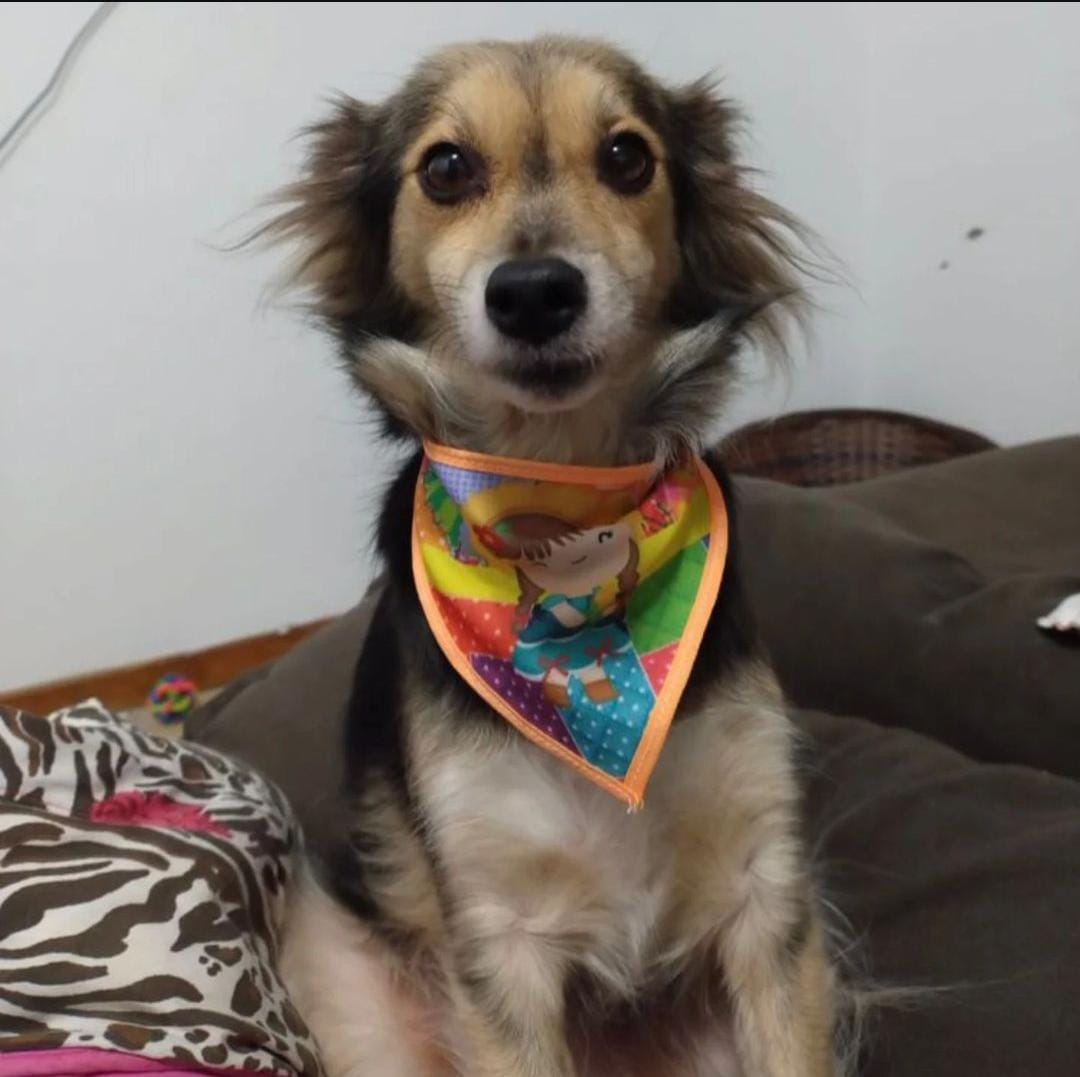 HelayneGL's tweet image. vakinha.com.br/5163305
Essa é a Honey, ela foi resgatada das ruas há 6 anos, na terça feira dia 22/10, por uma fatalidade ela caiu do 4º andar, e desde então está internada, pois sofreu uma fratura na coluna.
Quem puder ajudar esse é o link da vakinha : vakinha.com.br/5163305