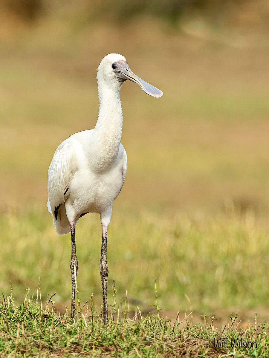 Will Wilson (@2wsphotography) on Twitter photo Juvenile African Spoonbill on the edge of Lake Ihema.
📍<a href="/AkageraPark/">Akagera National Park</a> in #Rwanda #RwOX #BirdTwitter #VisitRwanda Juvenile African Spoonbill on the edge of Lake Ihema.
📍<a href="/AkageraPark/">Akagera National Park</a> in #Rwanda #RwOX #BirdTwitter #VisitRwanda