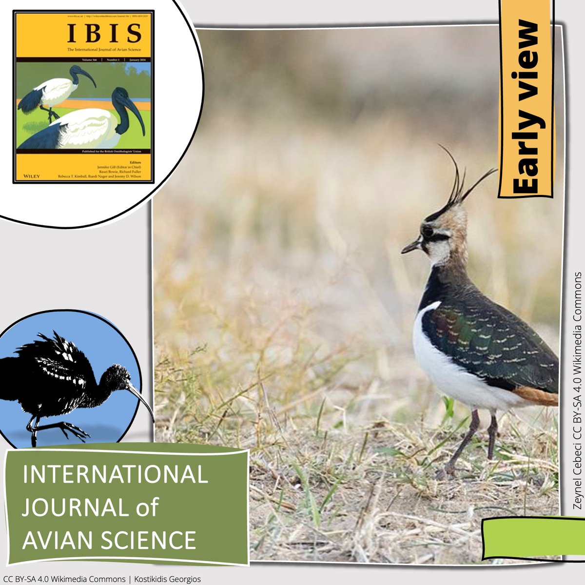 BOU π©π»βπ«π¨πΏβπ«π§π½π³π½ββοΈ π (@ibis_journal) on Twitter photo EARLY VIEW in <a href="/IBIS_journal/">BOU π©π»βπ«π¨πΏβπ«π§π½π³π½ββοΈ π</a>
Acoustic detection rate can outperform traditional survey approaches in estimating relative densities of breeding waders | onlinelibrary.wiley.com/doi/abs/10.111β¦
<a href="/DavidJarrett4/">David Jarrett</a> Stephen G. Willis | #ornithology #waders #shorebirds EARLY VIEW in <a href="/IBIS_journal/">BOU π©π»βπ«π¨πΏβπ«π§π½π³π½ββοΈ π</a>
Acoustic detection rate can outperform traditional survey approaches in estimating relative densities of breeding waders | onlinelibrary.wiley.com/doi/abs/10.111β¦
<a href="/DavidJarrett4/">David Jarrett</a> Stephen G. Willis | #ornithology #waders #shorebirds
