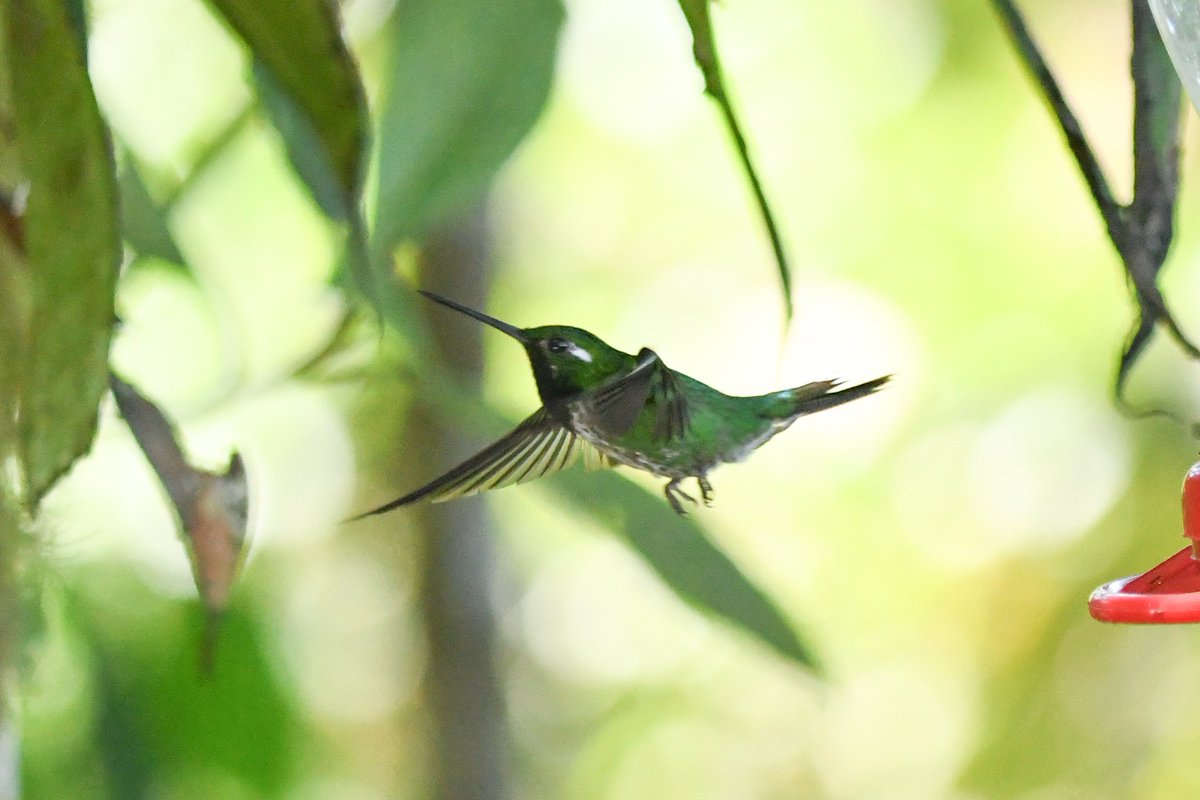 marcmcflurry's tweet photo. Brown Violetear, Purple-bibbed Whitetip, Green-crowned Brilliant and Sparkling Violetear #Ecuador #BirdsSeenIn2024 https://t.co/67spSeH712