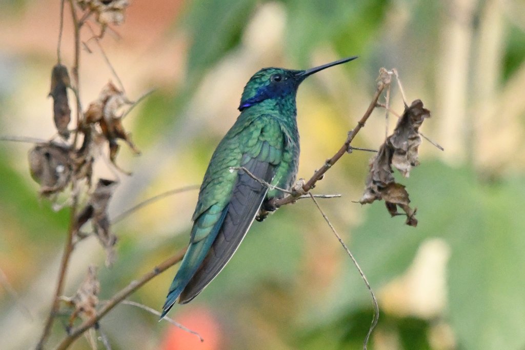 marcmcflurry's tweet photo. Brown Violetear, Purple-bibbed Whitetip, Green-crowned Brilliant and Sparkling Violetear #Ecuador #BirdsSeenIn2024 https://t.co/67spSeH712