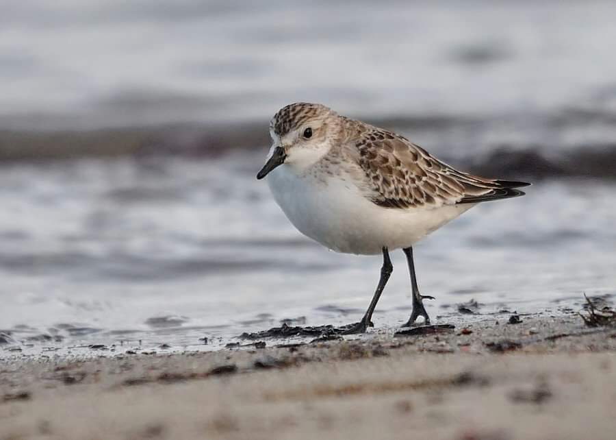 HelsinkiBirder's tweet photo. On this date. I #selffound Semi-Palmated Sandpiper at Ballycotton, Cork. Not exactly a massive rare, but in winter &amp; looking the part, it was an enjoyable find. 😍😎 #birding #BirdTwitter #BirdsOfTwitter #irishbirding #irishrarebirds https://t.co/vkgTvvb7XN