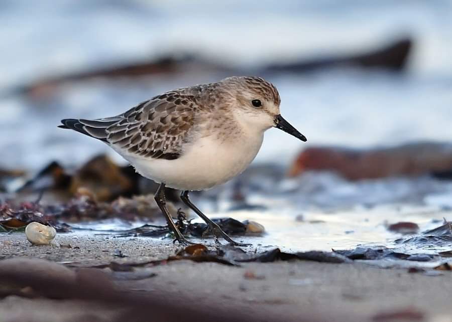 HelsinkiBirder's tweet photo. On this date. I #selffound Semi-Palmated Sandpiper at Ballycotton, Cork. Not exactly a massive rare, but in winter &amp; looking the part, it was an enjoyable find. 😍😎 #birding #BirdTwitter #BirdsOfTwitter #irishbirding #irishrarebirds https://t.co/vkgTvvb7XN