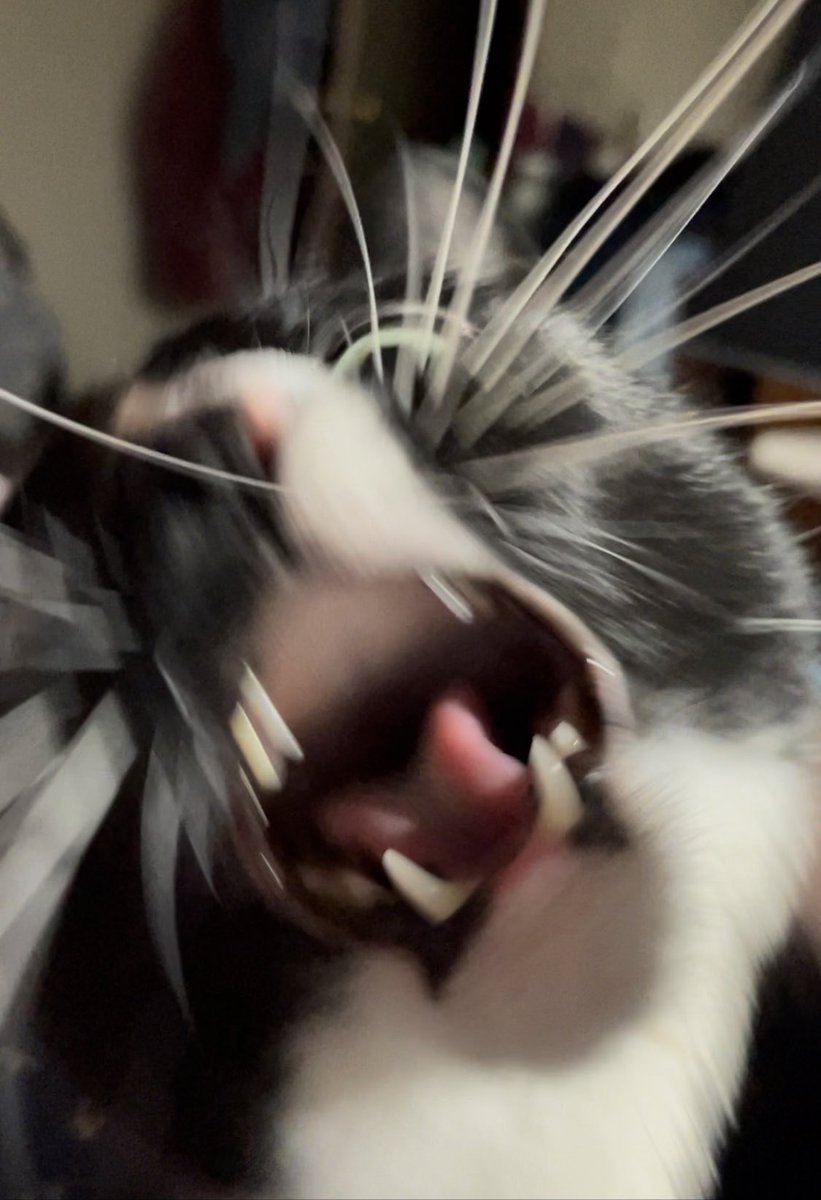 Clementine tweet media