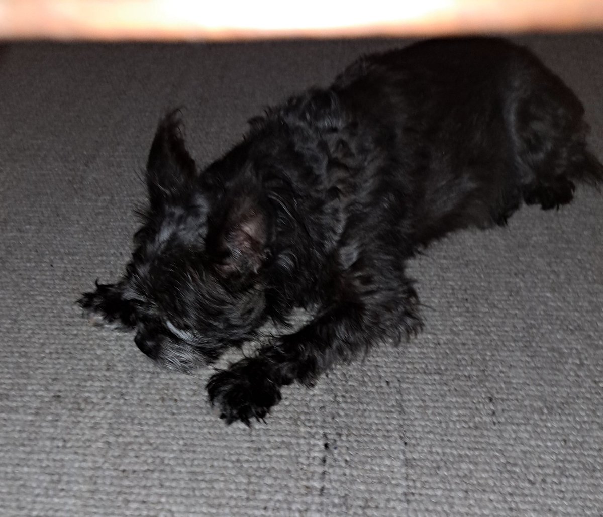 Meteorodogin matalapaine! Telkkarit kiinni, tulpat korviin, rullapipot alas. Kolat varastoon, haravat esiin, Trumppi pääsee vissiin taas kertomaan, että täällä me haravoidaan metsiä. Ällöööööö.