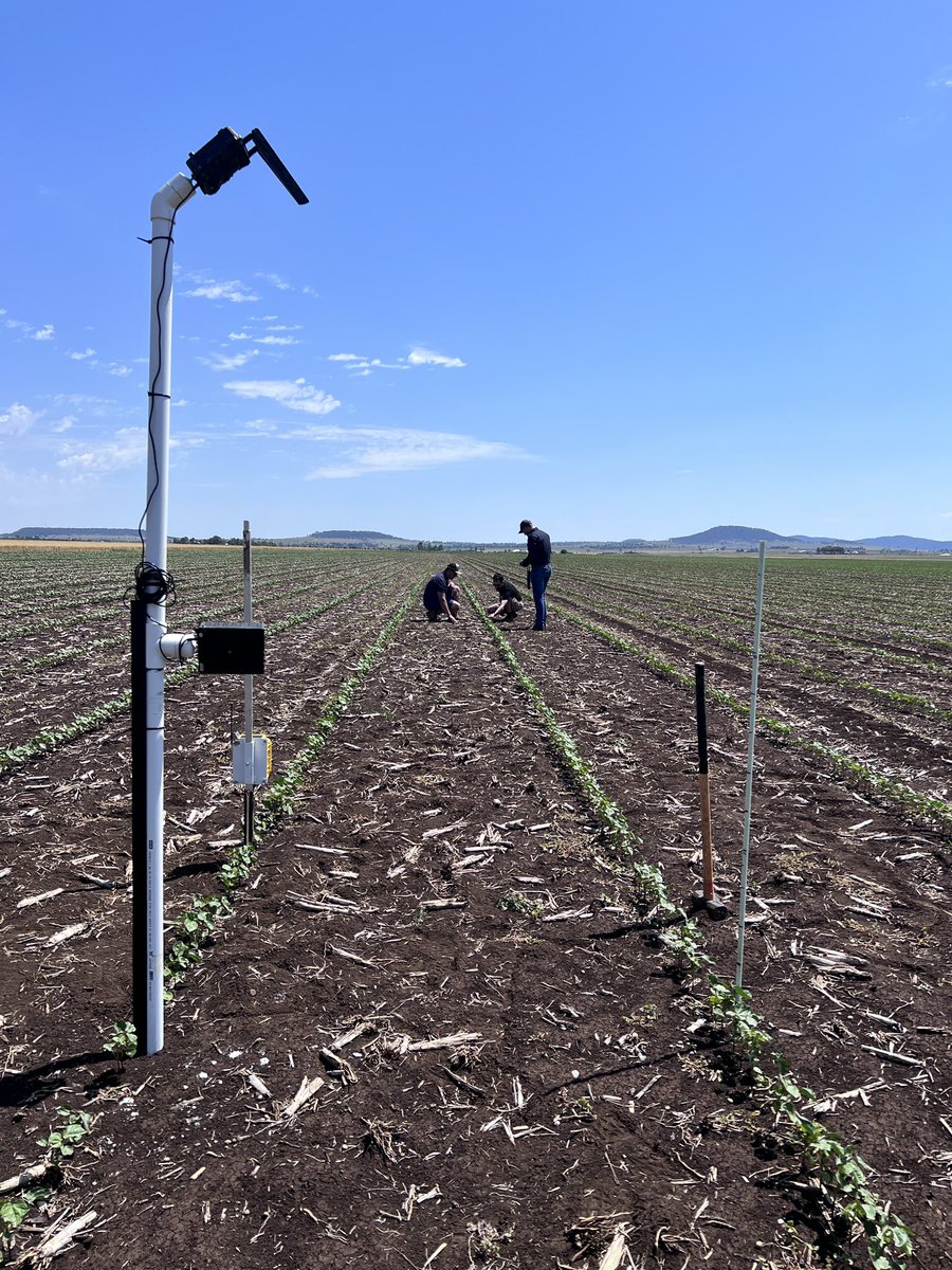 Good to catch these fellas in the field today to assess cotton establishment  results from using the #faststartcotton tools <a href="/KennyMatt88/">Matt Kenny</a> <a href="/csd_cotton/">CSD</a> <a href="/SyngentaANZ/">Syngenta ANZ</a>
