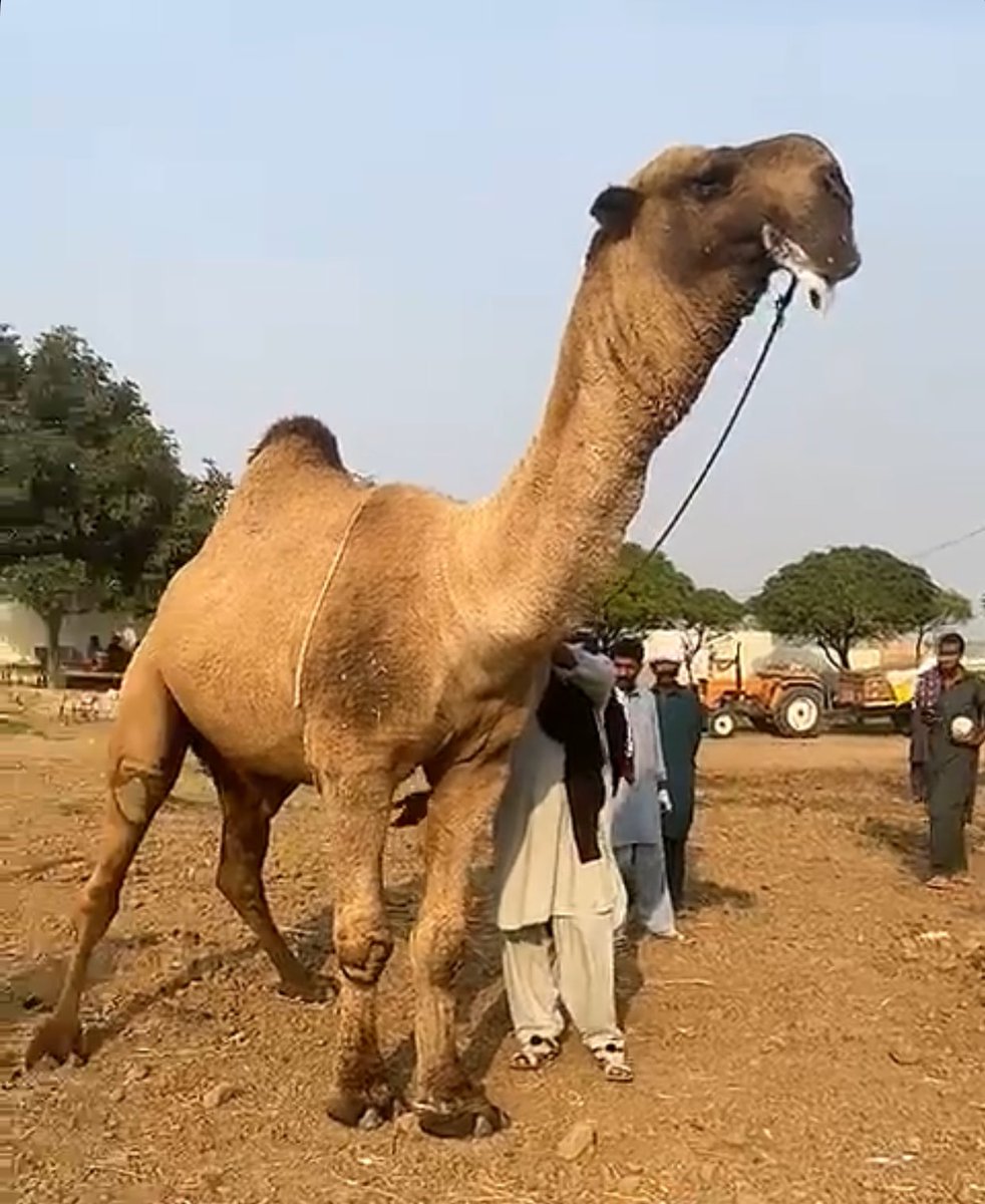 _79999's tweet image. مشتراء غشام العتيبي من باكستان على وضح النقاء بدون غش وتزوير✔️

                             👇🏻👇🏻
بيجيكم نقلة نوعية ياهل البل السلالة الغشامية قادمة

                                ..🇵🇰🐪..