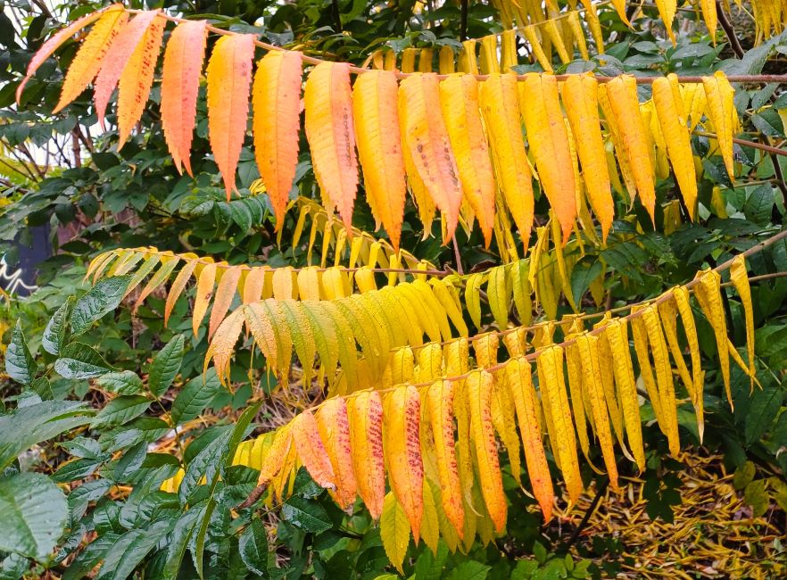 Bad Witch tweet media