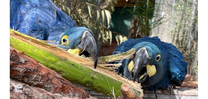 EspeciesPRO's tweet photo. Es importante dar nuevos aportes de enriquecimiento a los #loros que les permitan expresar todos sus comportamientos naturales. https://t.co/xfnHyXEVKx https://t.co/dP0UeI3yys