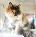 Yes, calicos are the queens
&amp; "Butterfly" needs a home by all means!
If the #BayArea is where you be
step up for this adorable she!
No dogs if you please but older kids are okay
&amp; adopt this long-haired beauty today! 
Looky here: cattownoakland.org/butterfly
(Pledges not required)!
