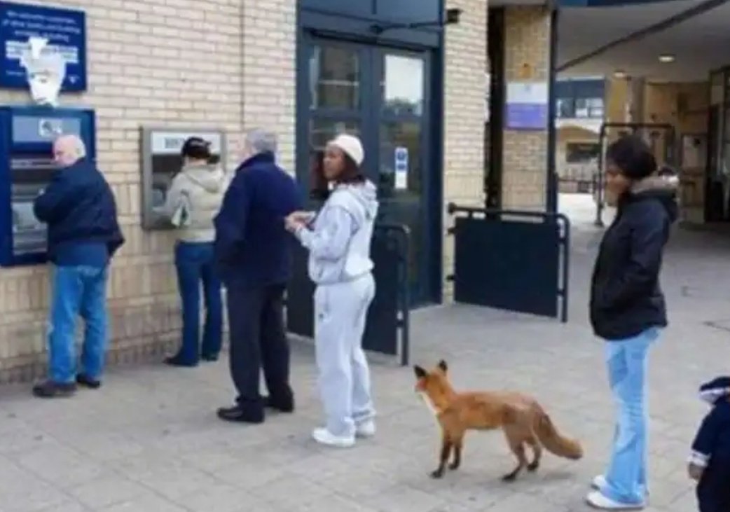 AliceMars14's tweet image. Quand t'as arnaqué tous les animaux du bois de Quat'sous et que tu dois les rembourser....