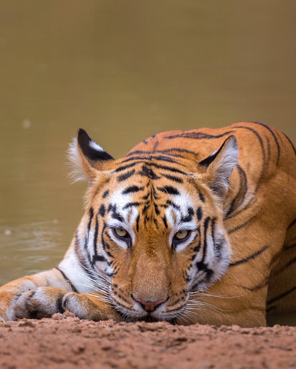 Arindam_Bh's tweet photo. Maya, the iconic tigress who ruled the area for almost 13 years. Her legacy will be remembered forever. 
More images in coming post 😇
.
.
#NaturePhotography #BBCWildlifePOTD @ThePhotoHour #Avibase #TwitterNatureCommunity  #natgeoindia @Canon_India #tiger #tadoba https://t.co/u7nsdTmI3R